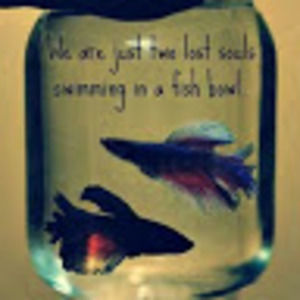 Meet your Posher, Jeri